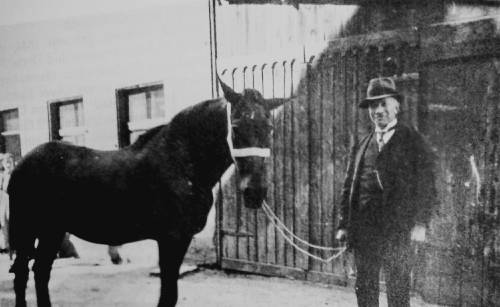 Jakob Ermann, Pferdehändler jakob Ermann Viehhändler 500